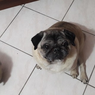 Cane smarrito a Calice Ligure: l'appello dei proprietari (FOTO)
