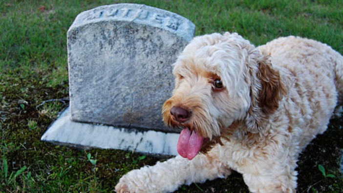 Savona, gli animali a quattro zampe potranno entrare nel cimitero di Zinola Savona, gli animali a quattro zampe potranno entrare nel cimitero di Zinola