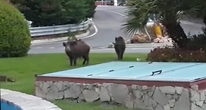 Cinghiali a spasso ad Alassio: tre ungulati alla fontana (VIDEO)