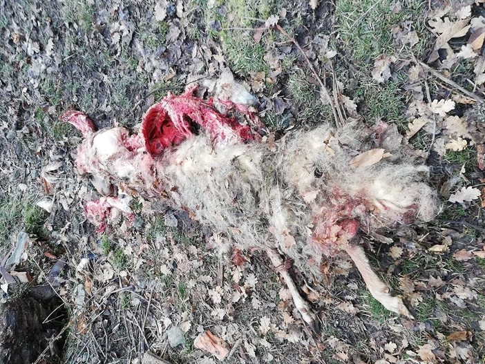 Pecore aggredite dai lupi in un recinto a Cairo Montenotte