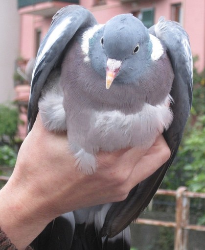 Albissola Marina e i piccioni, Enpa: "In leggera e costante diminuzione"