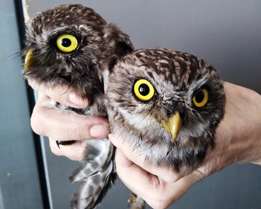 Due giovani civette recuperate a Plodio dai volontari Due giovani civette recuperate a Plodio dai volontari