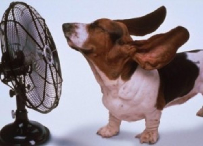 Regione Liguria: numero verde e custodi sociali in campo contro il grande caldo