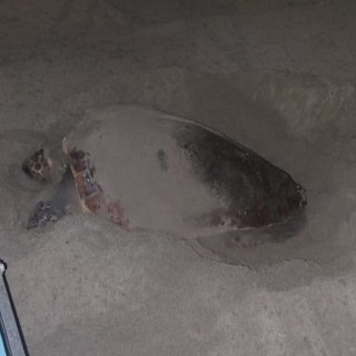 È "Diana" il nome scelto per la tartaruga Caretta caretta che il 20 giugno ha deposto le uova sul litorale di Laigueglia