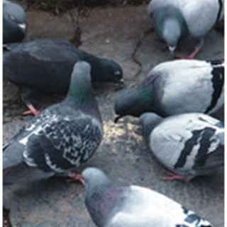 Carcare: continua la strage dei colombi avvelenati