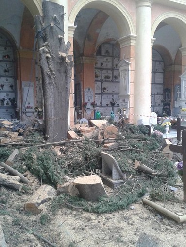 Leca d'Albenga, resti di albero sulle tombe ed esplode la polemica
