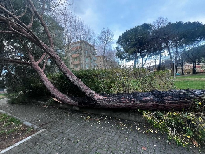 Crolla un pino marittimo ad Albisola, chiuso il Parco dei Conradi