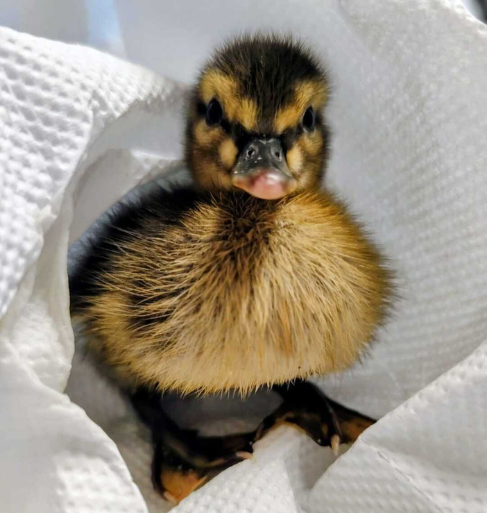 Solo, bagnato e al freddo: salvato a Vado un cucciolo di germano reale