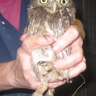 Estate di fuoco per l'Enpa:"Record di salvataggi di animali selvatici, ma lavoriamo nell'indifferenza"