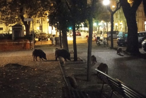 Savona, Osa e Partito animalista lanciano petizione per chiedere al sindaco di evitare gli abbattimenti Savona, Osa e Partito animalista lanciano petizione per chiedere al sindaco di evitare gli abbattimenti