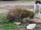 Savona, l'OSA lancia un appello: "Aiutiamo la colonia felina libera della Villetta"