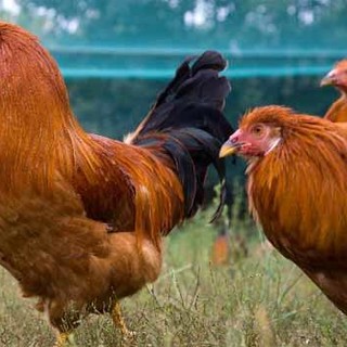 Cairo Montenotte: anticipata a domenica la tradizionale fiera del cappone