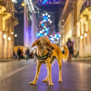 Foto di Valerio Minato