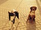 I due cani in attesa di essere adottati