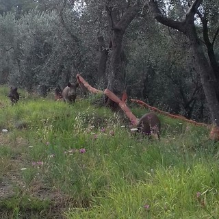 Fauna selvatica: dalla Regione 45mila euro per il monitoraggio sanitario