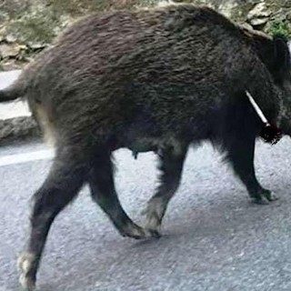 Cinghiale ferito da una freccia, l'OSA tuona: "Uno strumento di tortura"