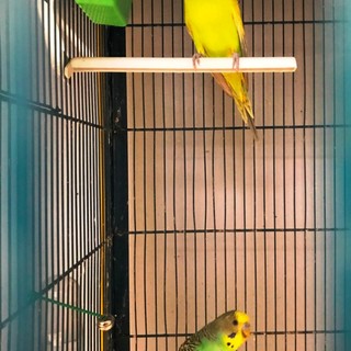 Due cocorite "innamorate" ritrovate a Savona, l'appello dell'Enpa alla ricerca di nuovi proprietari