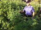 Albenga, coltivava marijuana per combattere crisi economica: condannato ad un anno e mezzo