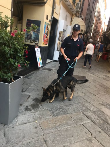 Alassio, controlli dei carabinieri con l'ausilio del nucleo cinofili (FOTO) Alassio, controlli dei carabinieri con l'ausilio del nucleo cinofili (FOTO)