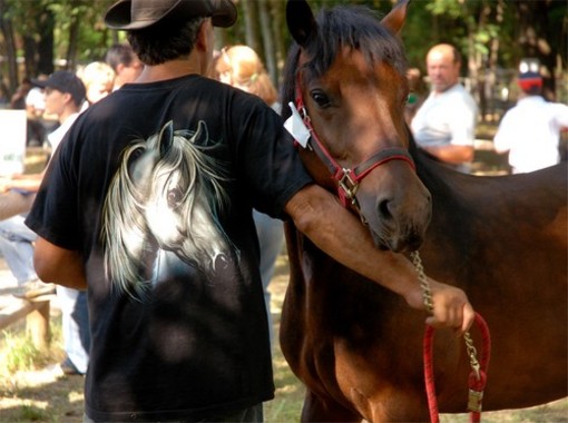 Finale Ligure: rinviato alla prossima primavera per maltempo il Triathlon Aleramico Finale Ligure: rinviato alla prossima primavera per maltempo il Triathlon Aleramico