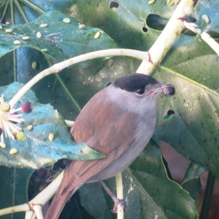 Coronavirus, chiarimenti da Enpa Savona: "Nemmeno gli animali selvatici o esotici possono infettare gli umani"