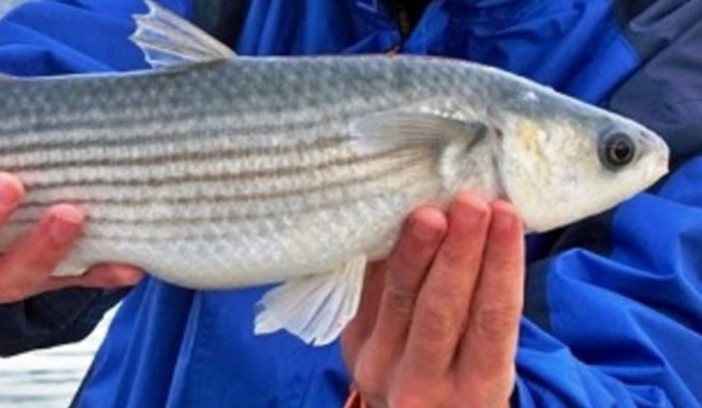Pesca sportiva anche nei porti di Genova, Savona-Vado e La Spezia. Il commento dell'Enpa: "Povero Mar Ligure" Pesca sportiva anche nei porti di Genova, Savona-Vado e La Spezia. Il commento dell'Enpa: "Povero Mar Ligure"