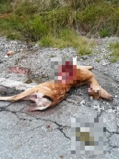 Fauna selvatica: la Regione Liguria stanzia 88mila euro per prevenire gli incidenti stradali Fauna selvatica: la Regione Liguria stanzia 88mila euro per prevenire gli incidenti stradali