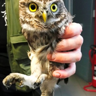 Savona, civetta resta bloccata nel vano di un ascensore: soccorsa dall'Enpa