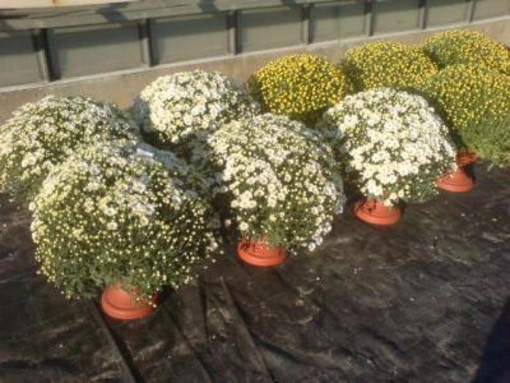 Il caro-vita "colpisce" anche i defunti: scende la produzione di crisantemi