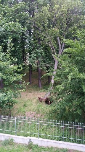 Cairo: albero crolla per il forte vento nel parco di Villa De Mari, casa "graziata" Cairo: albero crolla per il forte vento nel parco di Villa De Mari, casa "graziata"