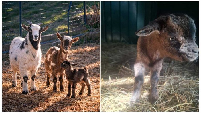 Trovate due capre tibetane, una ha partorito, Enpa: "Aspettiamo suggerimenti per il nome" Trovate due capre tibetane, una ha partorito, Enpa: "Aspettiamo suggerimenti per il nome"