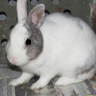 Femmina di coniglio soccorsa a Quiliano