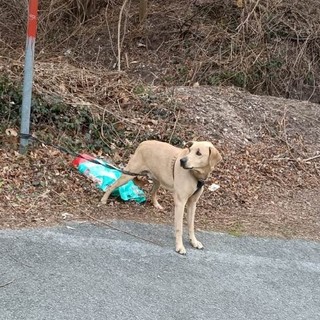 Bardineto, cane abbandonato legato a un palo con un sacco di croccantini: scatta la denuncia sui social