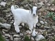 Una carpetta tibetana (immagine di repertorio)