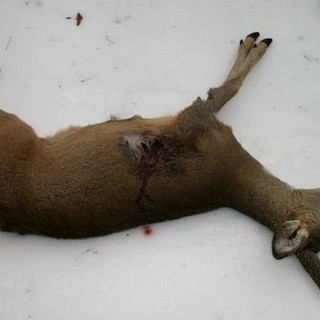 Caccia sulla neve, Wwf e Lega abolizione caccia vincono il primo pronunciamento