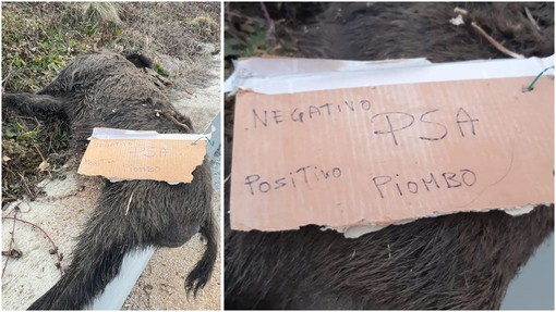 Sassello, carcassa di cinghiale a bordo strada: il cartello choc "Negativo PSA - Positivo Piombo" (FOTO e VIDEO)