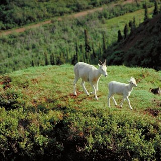 Finale: a Varigotti ci sono troppe capre, Comune ai ripari
