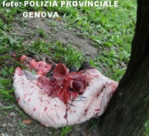 Seguendo le tracce di sangue (foto): perquisizione domiciliare al cacciatore - bracconiere