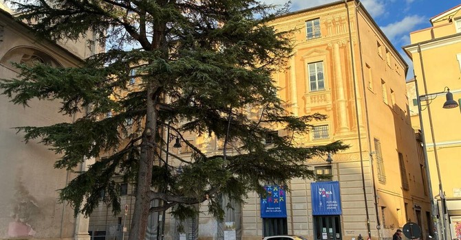 Savona, transennato il cedro in piazza Duomo. Parodi: "Avviate verifiche sulla salute della pianta"