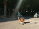 Savona, il canguro Tom a spasso in piazza del Popolo tra lo stupore dei passanti (FOTO e VIDEO)