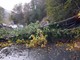 Crolla un albero sulla SS582 a Zuccarello: strada riaperta Crolla un albero sulla SS582 a Zuccarello: strada riaperta