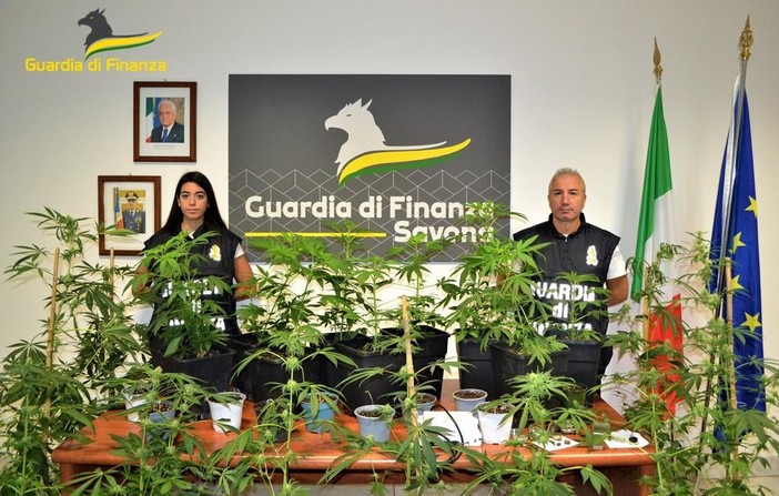 Coltiva marijuana in casa, denunciato un 54enne Coltiva marijuana in casa, denunciato un 54enne