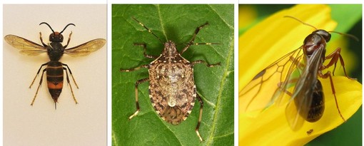 Vespa velutina, cimice asiatica, formica alata: i "nemici" dell'autunno nel Ponente Ligure