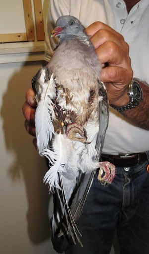 "Finalmente è martedì, doppiette in silenzio: i residenti delle Manie di Finale tirano un sospiro di sollievo": Enpa all'attacco