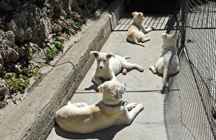 Savona, domani grande raccolta alimentare a favore del canile