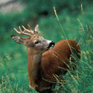 Soccorso capriolo ad Albisola Superiore