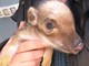 Savona, cucciolo di cinghiale soccorso dall'Enpa nei boschi del Santuario (FOTO)
