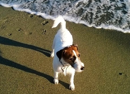 Spiaggia del Prolungamento, OSA e PAI insorgono: "In dubbio l’area per i cani, il Comune intervenga subito"