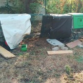 Quiliano, i cinghiali colpiscono nell'orto sociale "Tutti giù per terra": "Le nostre galline non ci sono più" Quiliano, i cinghiali colpiscono nell'orto sociale "Tutti giù per terra": "Le nostre galline non ci sono più"