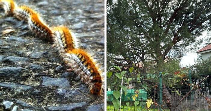 Albenga, il piccolo cane Bu ha leccato una processionaria: perderà mezza lingua Albenga, il piccolo cane Bu ha leccato una processionaria: perderà mezza lingua
